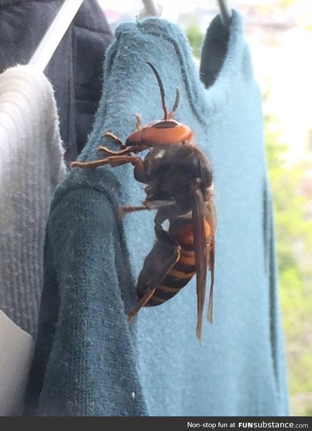 At this time of the year in Japan, Asian giant hornets begin to emerge from hibernation