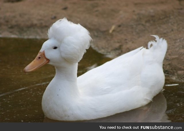 This duck has a better hairdo than mine!