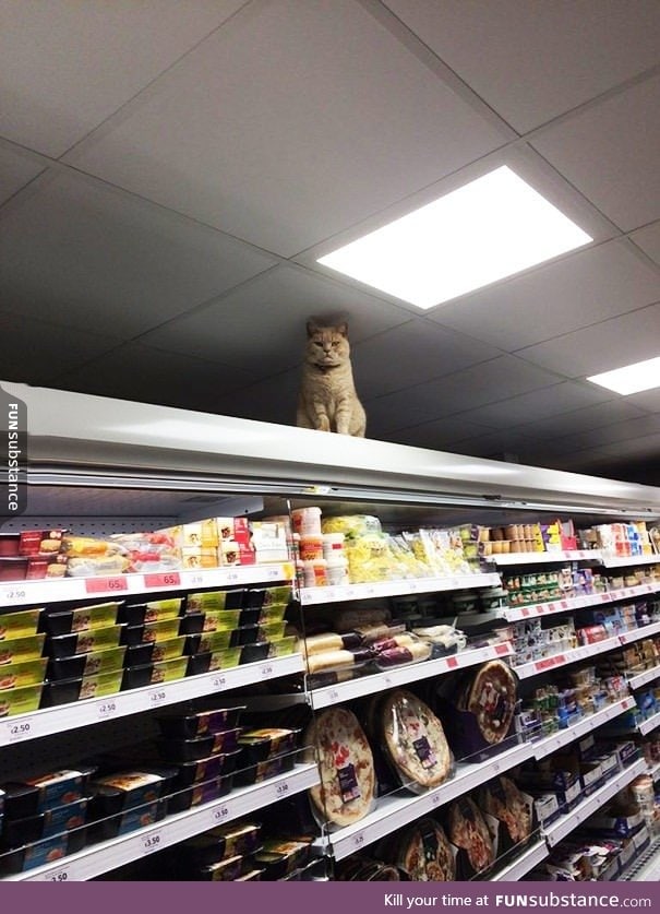 This is Olly. He keeps breaking in Saintbury's supermarket and never leaves. He sits