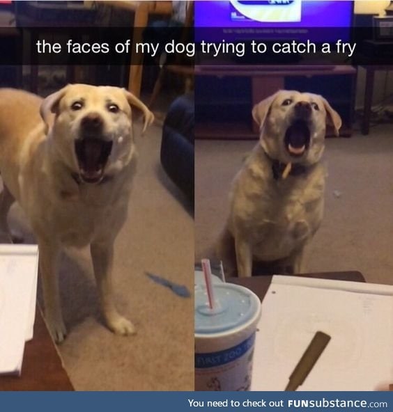 Doggy trying to get a fry