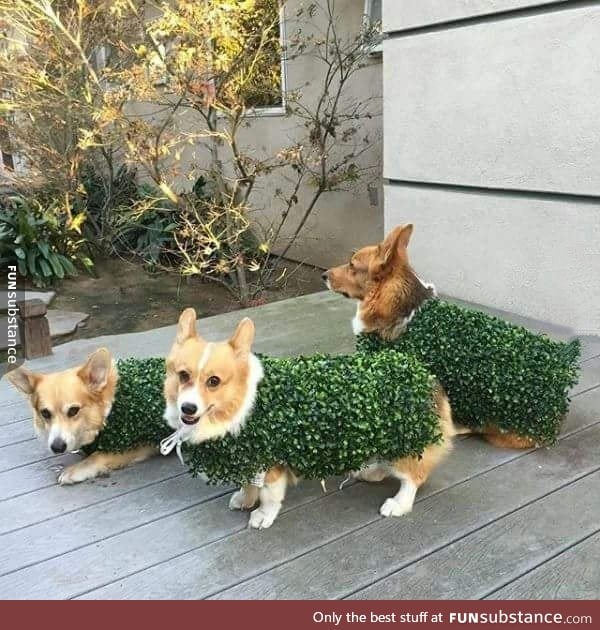 Camouflage Corgis reporting for duty