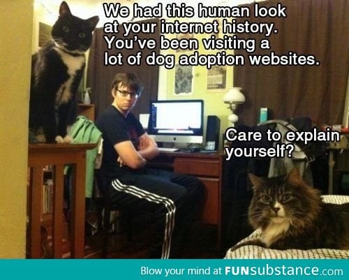 Funny captions with cats