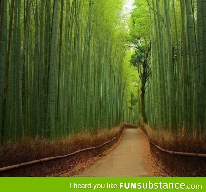 Beautiful Bamboo forest, Japan