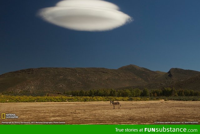 I think that zebra's about to get abducted