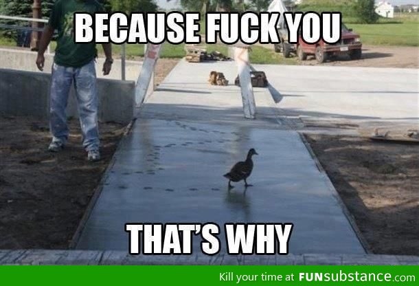 Scumbag duck