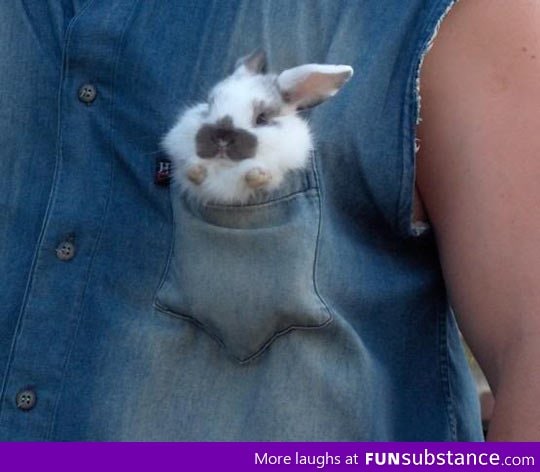 Pocket Bunny