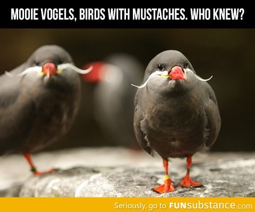 Birds with mustaches like a sir