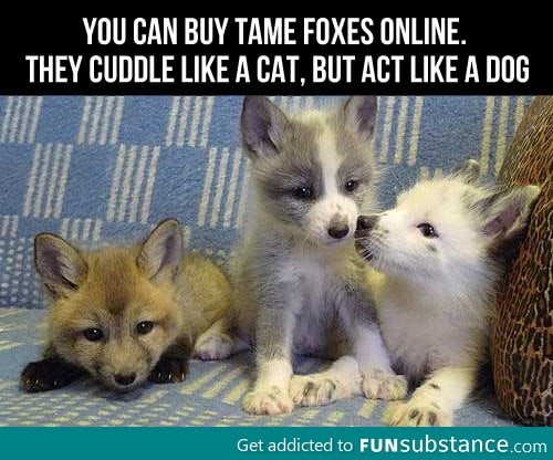 I'm getting a fox