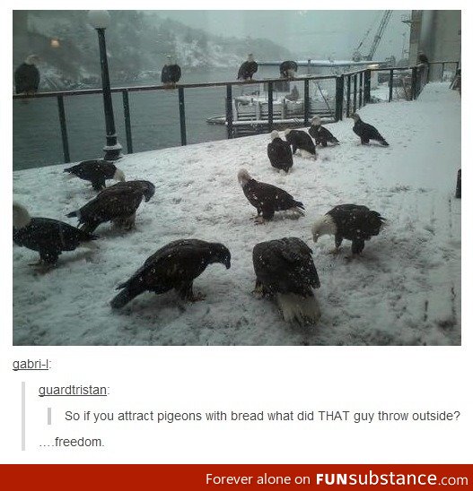 Birds in 'Merica