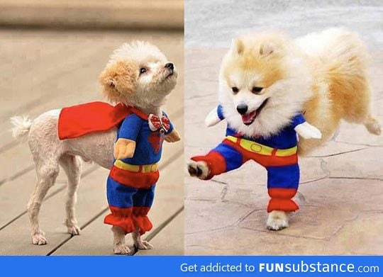 Cute super dog costume