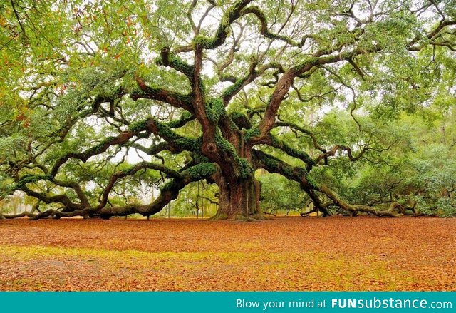 Incredible 1,400 year old tree