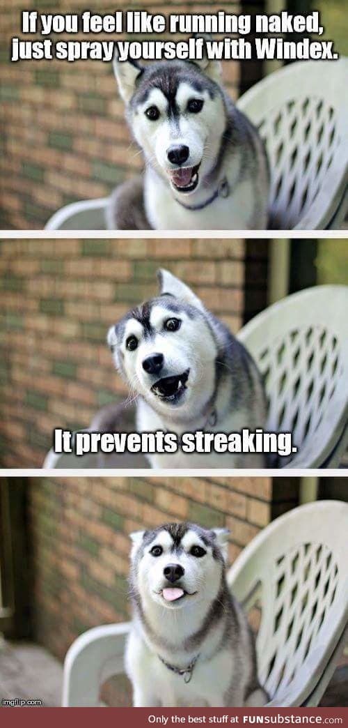 Clever pup