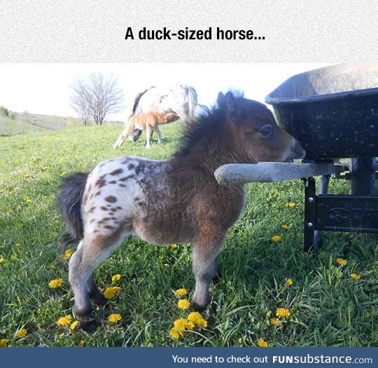 Now we have to find a horse sized duck