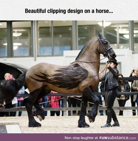 Fantastic clipping work on a horse