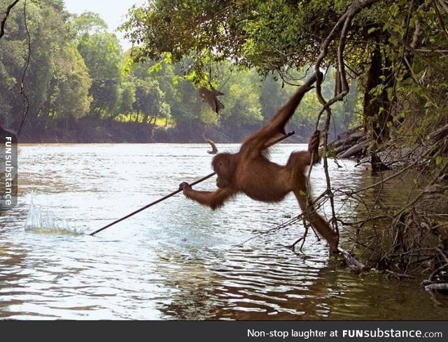 Orangutan from Borneo photographed using a spear tool to fish