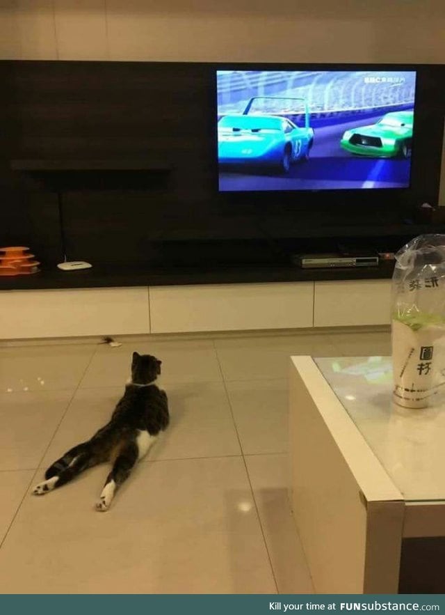 How this cat watches TV