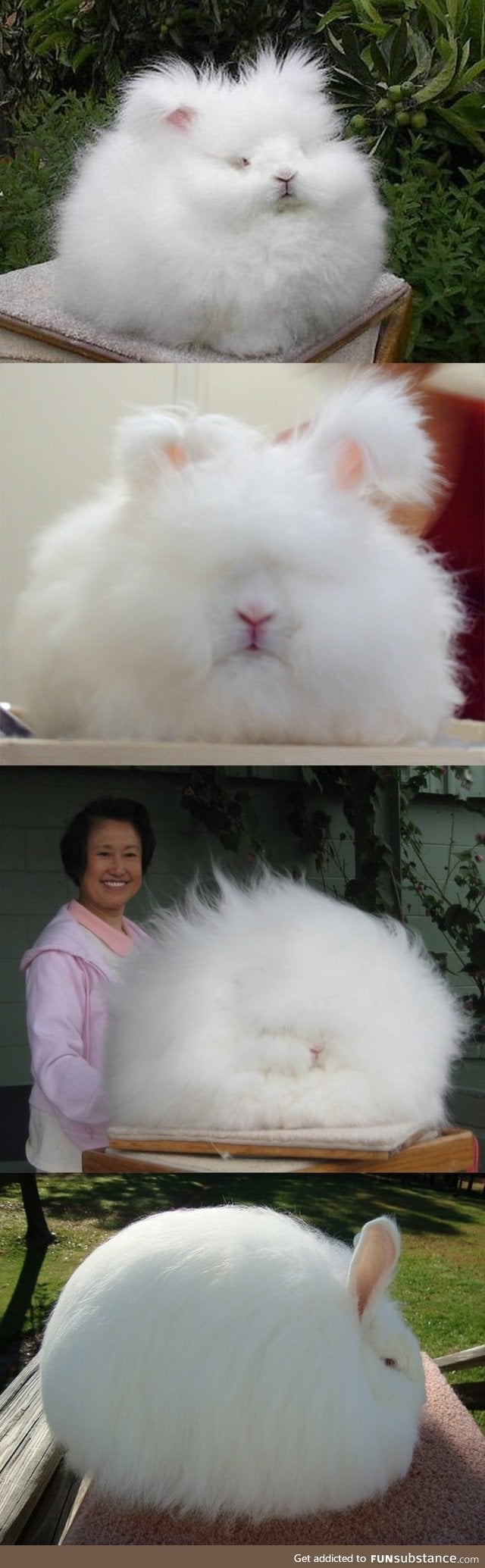 I present you the fluffiest creature ever