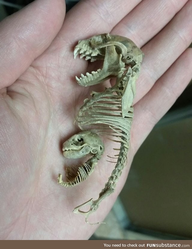 Partial skeleton of a mother and fetal fruit bat