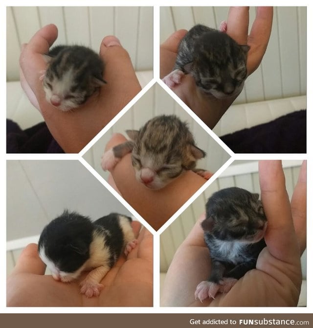 My cat just made these! What should I call them?