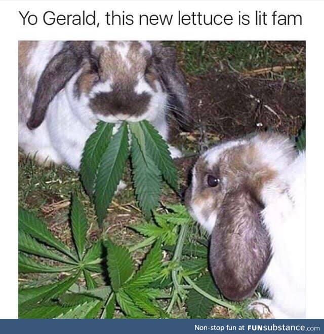New lettuce