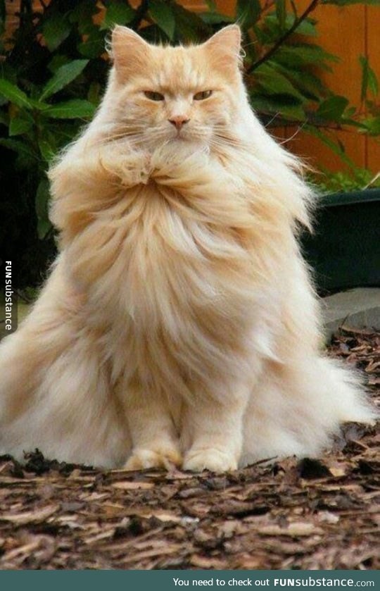 This magnificent cat just went super saiyan