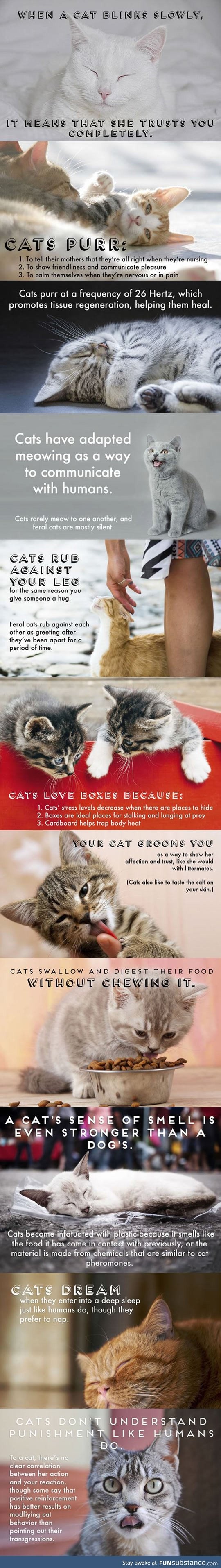 Things You Probably Didn't Know About Cats
