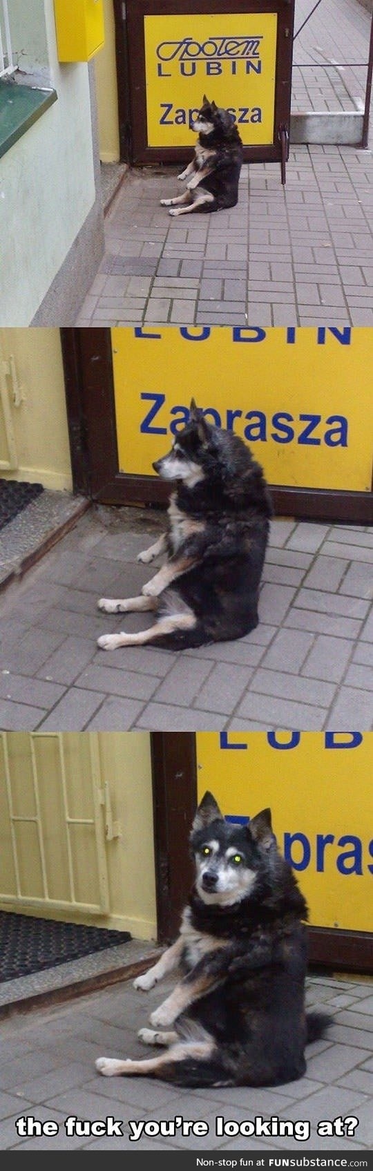 This dog is waiting for his master like a boss!