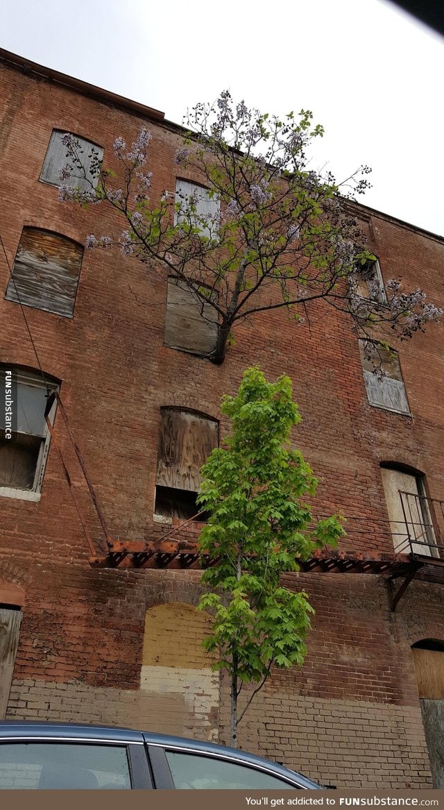 A tree grows from third floor window