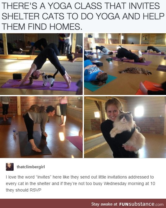 yoga style! Cat company!