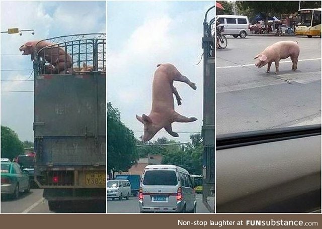 This pig was willing to risk it all for the sake of freedom