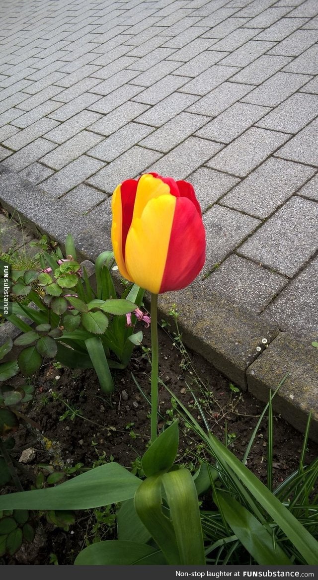 The coloring of this tulip