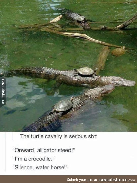 The turtle cavalry