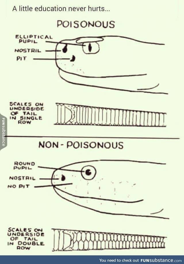 How to spot a poisonous snake