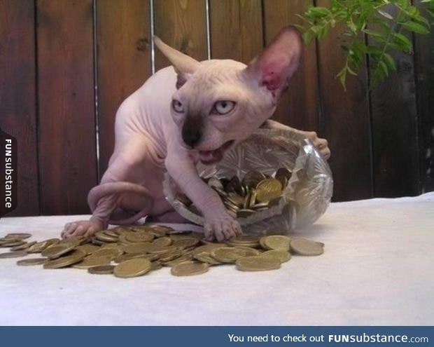 One seriously greedy cat