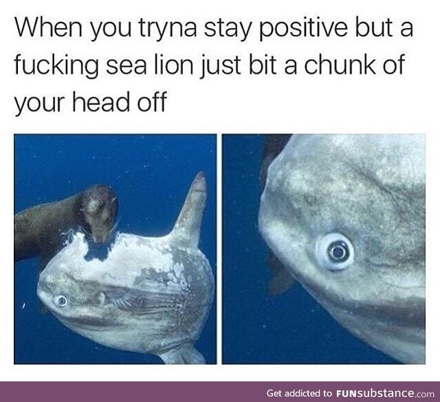 Goddamnit, sea lion