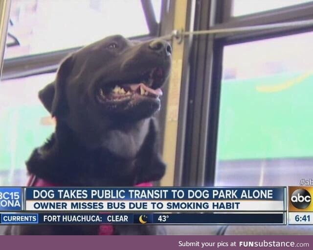 Independent dog don't need no goddamn owner