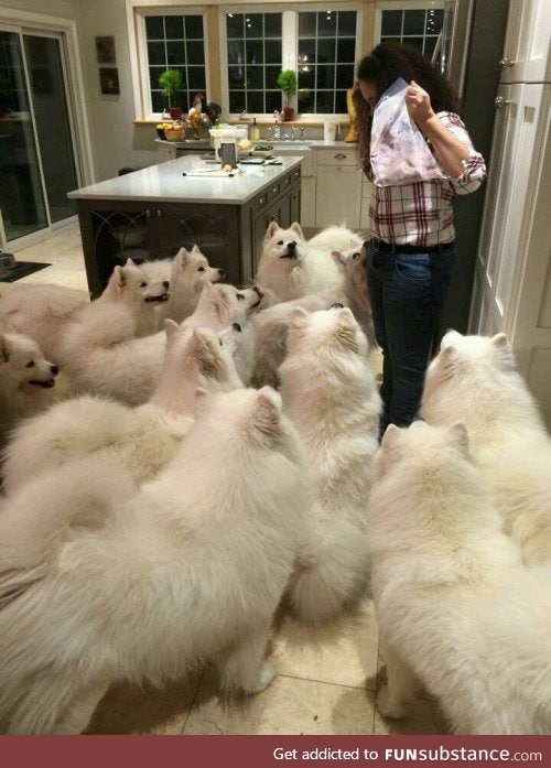 this is almost enough dogs.