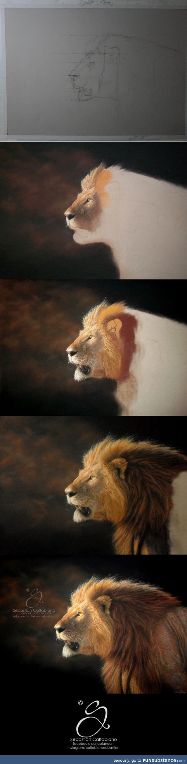 Artsit draws a reasltic lion with pastels and pastel pencils