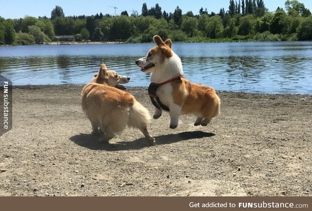 Behold, the levitating corgi puppy