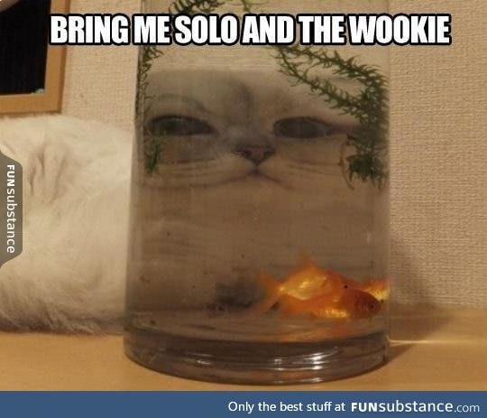 Jabba the Cat