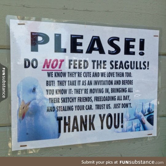 Don't Feed The Seagulls