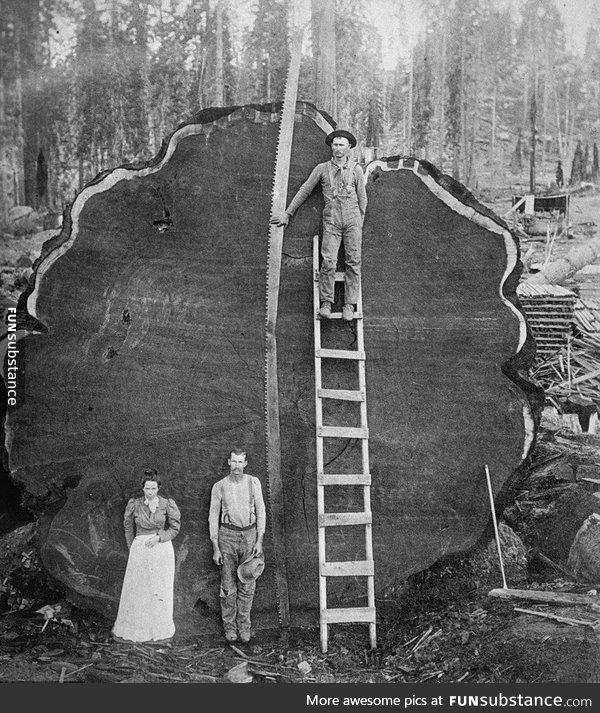 California redwood loggers, early 20th century