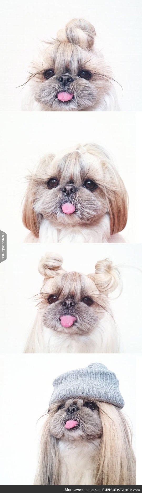 When your dog asks for a new hairstyle