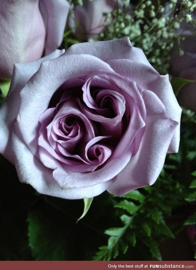 Triple spiral rose