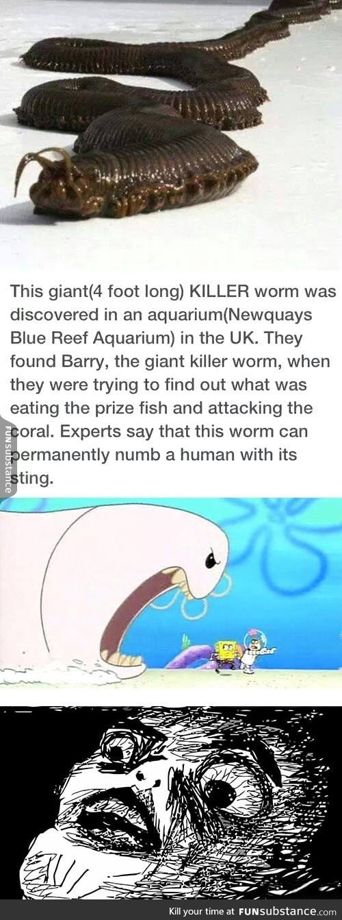 Meet the NOPEWORM