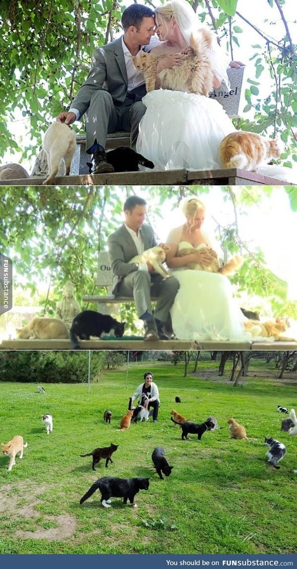 Canadian couple gets married at a cat sanctuary in front of 1,100cats