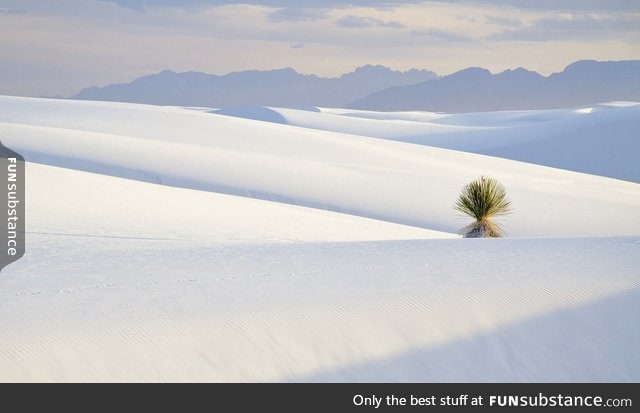 White sands national park, new mexico