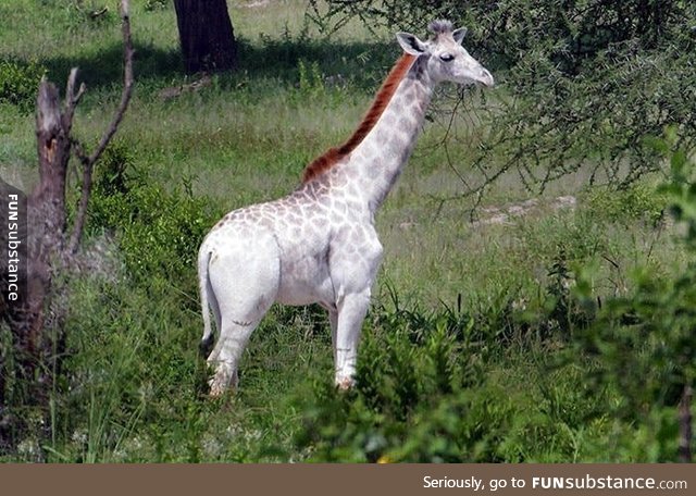 White Giraffe spotted in Kenya