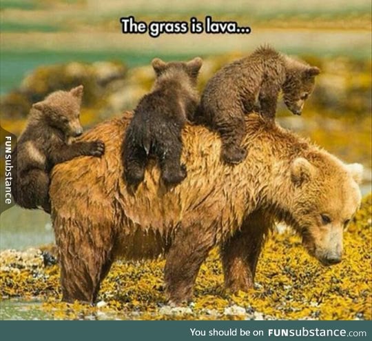 Bear cubs at play
