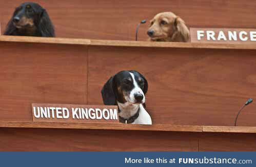 The United Dogs meeting